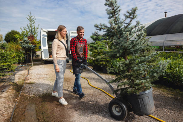 How Our Tree Care Process Works  in  Timnath, CO