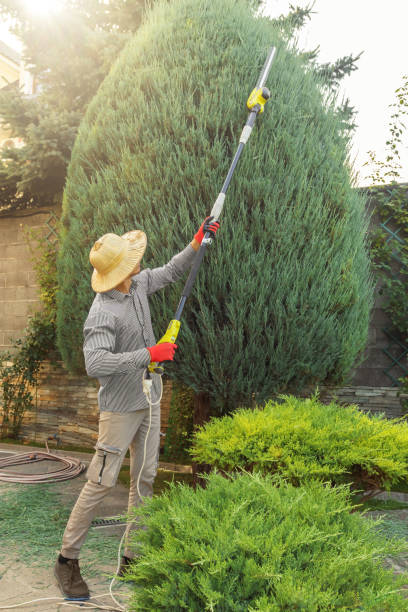 Timnath, CO Tree Services Company